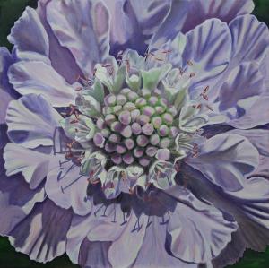 Pincushion Flower in Mauves