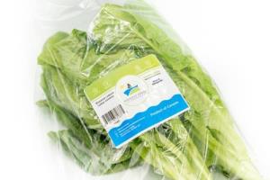 Dark Green Romaine  (head)