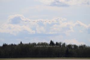 Snowbirds - A Shiny Beaded Chain in Flight - photographic print