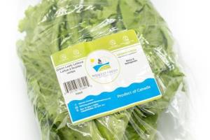 Green Leafy Lettuce  (head)