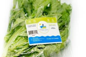Cocarde Lettuce  (head)