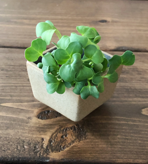 Broccoli