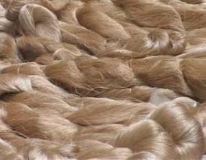 Muga Silk