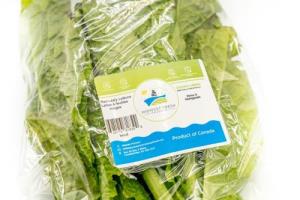 Red Leafy Lettuce  (head)