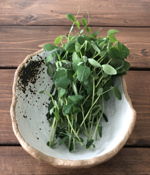 Pea Shoots